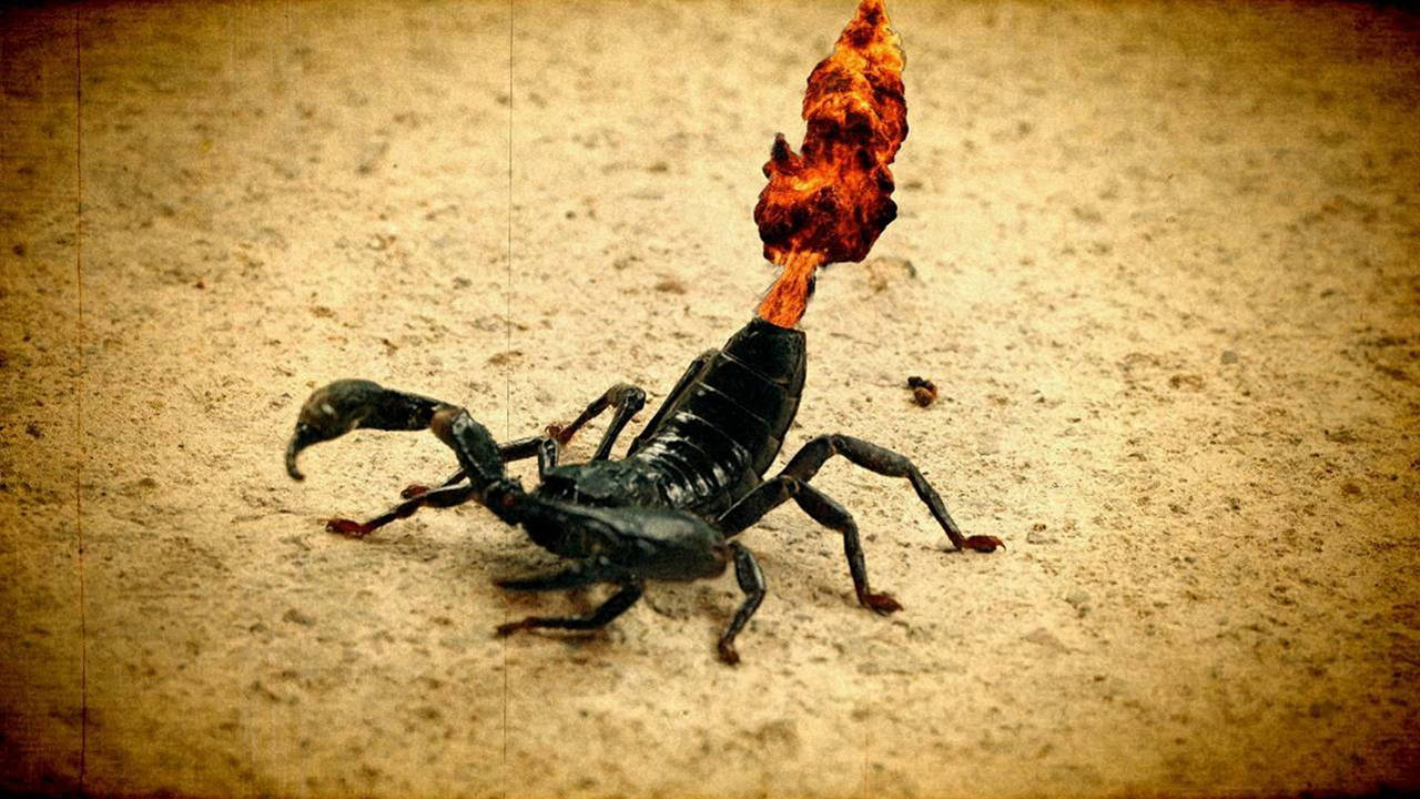 Queues de Scorpions